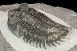 Coltraneia Trilobite Fossil - Huge Faceted Eyes #125238-2